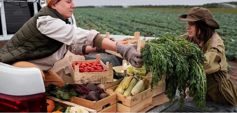 Farmers loading wooden crates of fresh produce, carrots with greens, corn, tomatoes, and beets, onto the back of a ute in a large field